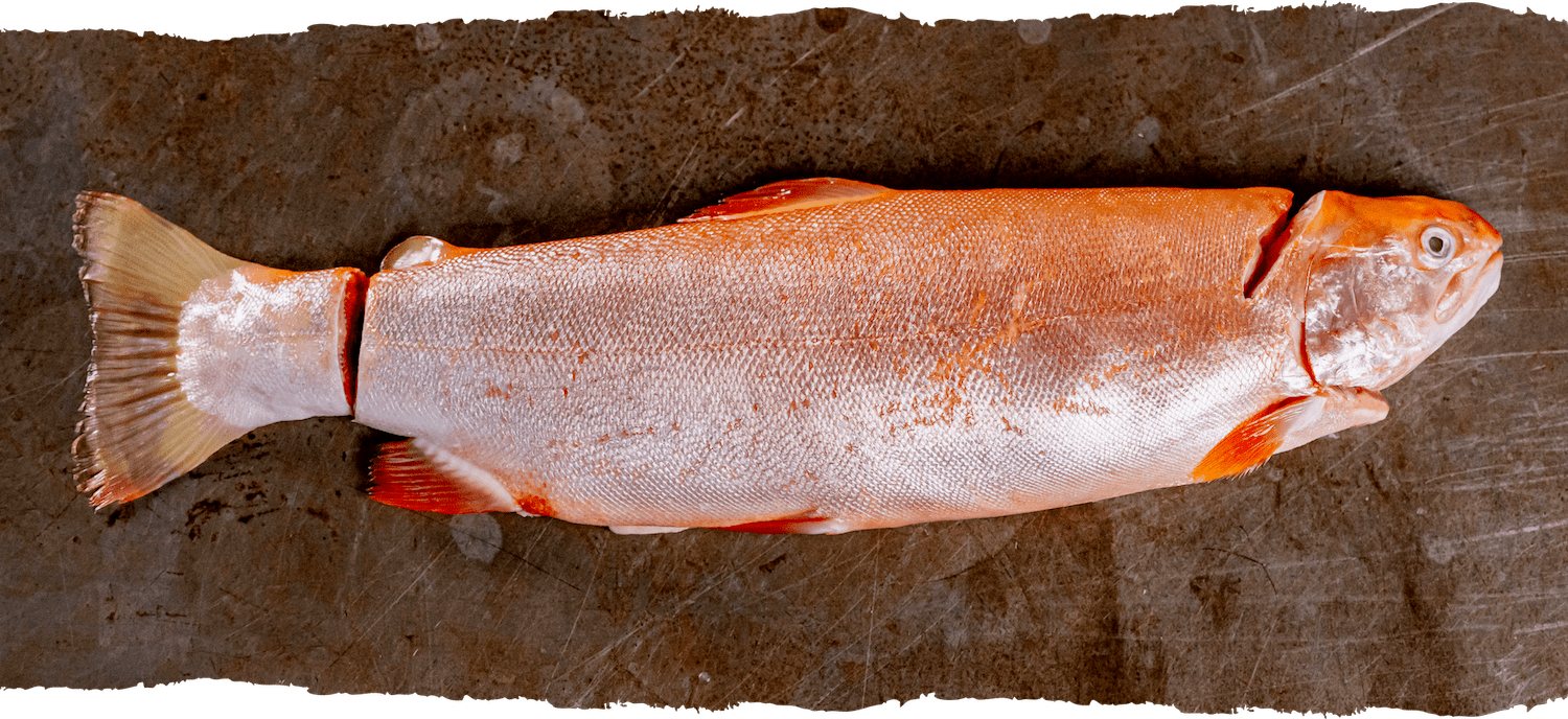 Fisch Ike Jime, rosa Forelle